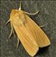 2199 (73.291) Common Wainscot